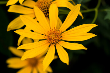 Obraz premium topinambur, Yellow flowers for phrases or backgrounds. Helianthus tuberosus