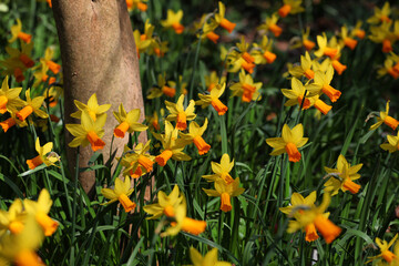 Pretty yellow and orange 'Narcissus' daffodil 'Jetfire' in flower