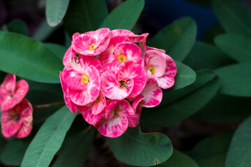 euphorbia milii, Red flowers for phrases or backgrounds
