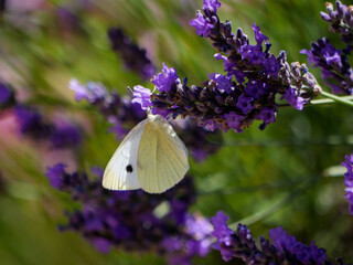 butterfly on flower