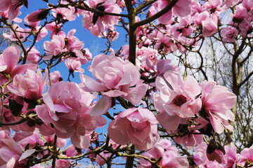 'Magnolia x Soulangeana', or pink saucer magnolia in bloom