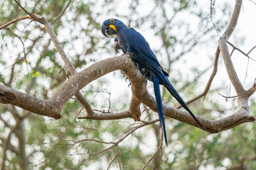The Hyacinth macaw (Anodorhynchus hyacinthinus)
