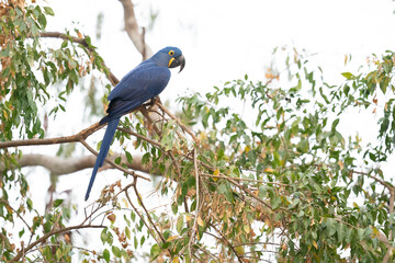 The Hyacinth macaw (Anodorhynchus hyacinthinus)