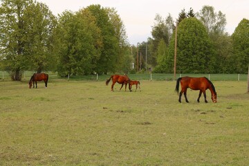 Adult horses and foal graze in a green meadow on the outskirts of the village