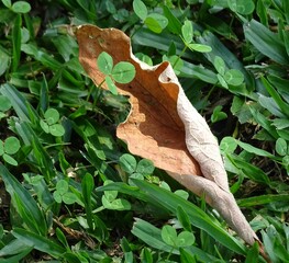 butterfly on leaf
