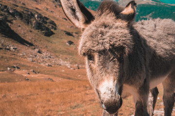 Fototapeta premium portrait of a donkey