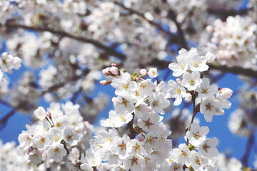 White cherry blossom in flower during the spring