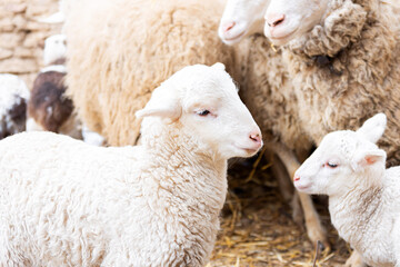 Young lambs on a sheep farm