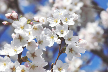 Obraz premium White cherry blossom in flower during the spring
