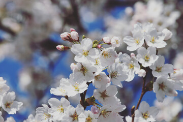 White cherry blossom in flower during the spring