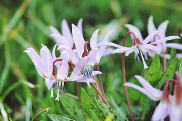 Obraz premium 'Erythronium dens-canis' dog's tooth violet in flower