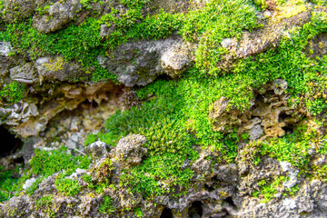 The stones are overgrown with moss.
