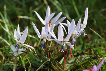 'Erythronium dens-canis' dog's tooth violet in flower