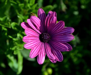 Obraz premium Beautiful flower in the garden