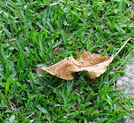leaf in the grass