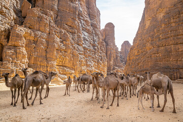 A group of camels in the Bashikele Valley, Chad, Africa