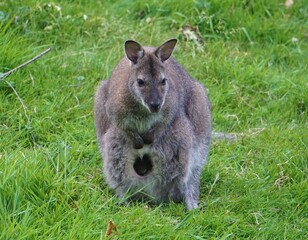 wallaby