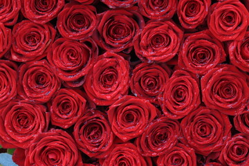 Red bridal roses with drops