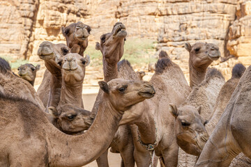 A herd of camels are drinking water in the Bashikele Valley, Chad, Africa