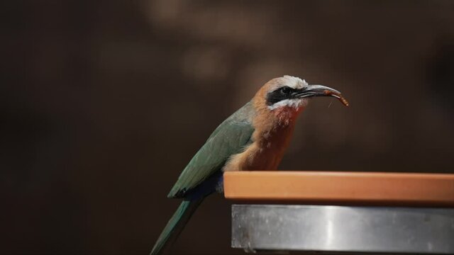 This slow motion video shows a side view of a skilled white-fronted bee-eater (Merops bullockoides) bird tossing it's meal worm food into the air and catching it, before eating it.