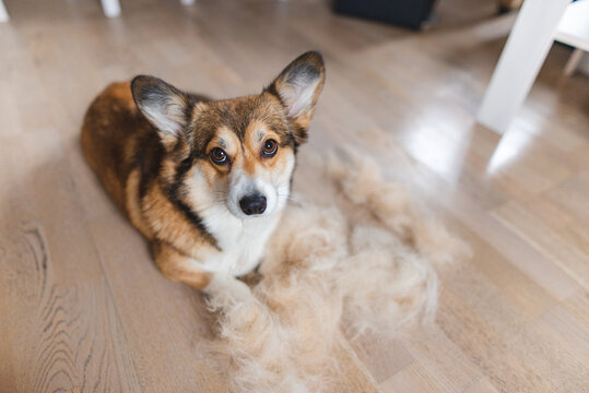 welsh corgi Pembroke dog with shedded fur photo