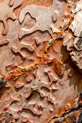 Closeup beautiful wooden texture background
Closeup beautiful old wood background.
