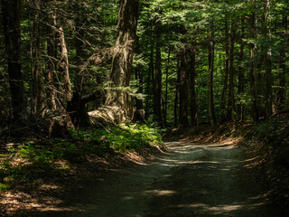 Fototapeta premium road in the forest