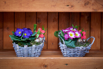 Blue and pink primrose flowers in a basket .(Primula vulgaris)