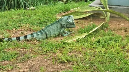 O lagarto