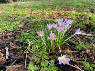 Spring flowers, purple crocus in a field with trees in the background in a spring sunny day in England