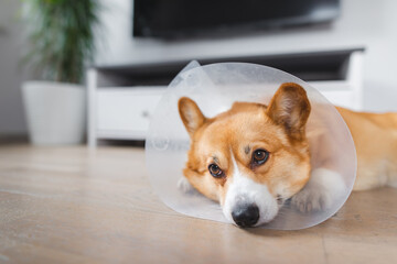 dog after surgery wearing a cone, welsh corgi pembroke dog