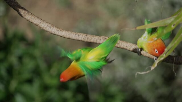 This slow motion video shows two wild tropical Fischer's Lovebirds (Agapornis fischeri) perched closely together on a branch as one takes flight and leaves.