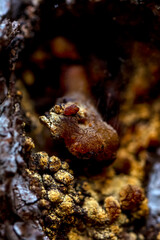 Pine resin amber color flows down the bark of the tree. Damaged pine bark dripping sticky resin