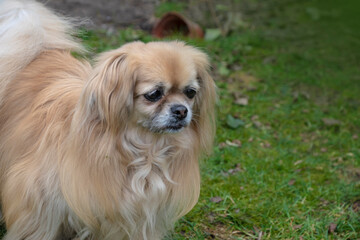 Purebred Tibetan Spaniel dog outdoors in the nature on grass meadow on a summer day.