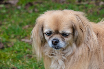 Purebred Tibetan Spaniel dog outdoors in the nature on grass meadow on a summer day.