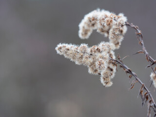 Naklejka premium Close up of dry faded flowers of Goldenrod or Solidago canadensis with fluffy seeds on beige bokeh background. Selective focus, copy space