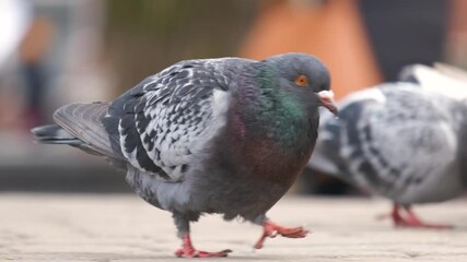 Closeup of gray pigeons birds walking on a city street searching food.