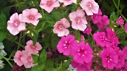 Naklejka premium Multirosa