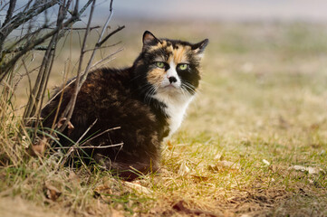 Portrait of a puffy tricolor cat on the street. Selective focus