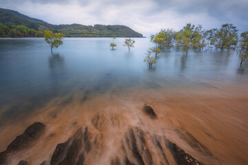 Seascape of mangrove trees submerged under high water of the Coral Sea on the Daintree coast in Queensland, Australia.