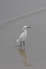 Aigrette neigeuse : Egretta thuya en Guyane française