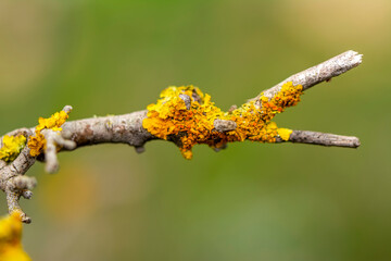 Closeup beautiful tree funguson tree trunks