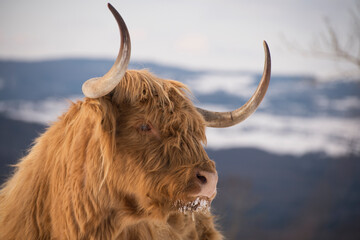 higland cow in winter nature