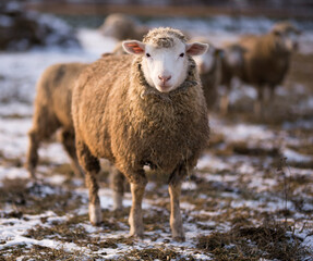 sheep in winter