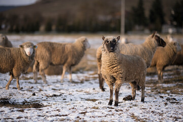 sheep in winter