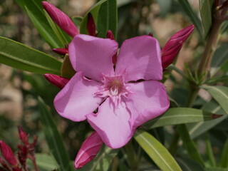 A poisonous ornamental plant with beautiful flowers. Oleander blooms in a natural environment on a...