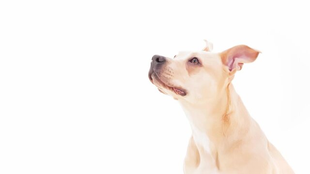Dog Portrait breathing with Tongue out American Staffordshire Terrier