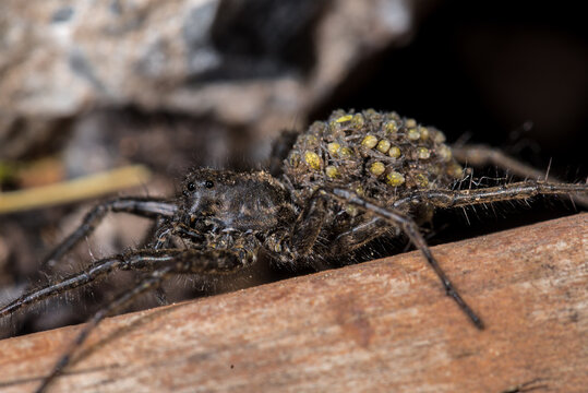 Female Wolf Spider with Spiderlings on her Abdomen