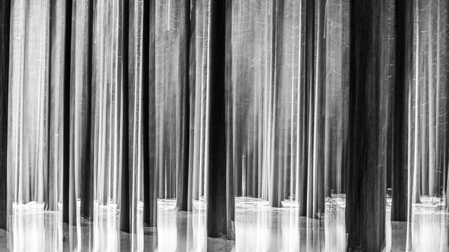 Abstract spruce forest in the winter with snow on the forest floor. Moving the camera vertical during the long exposure to produce the blurred effect, black and white, monochrome.