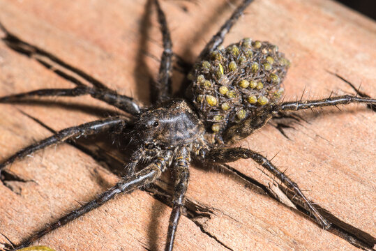 Female Wolf Spider with Spiderlings on her Abdomen